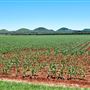 Tablelands Farming