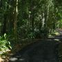 Mount Coot-tha Botanic Gardens - Australian Rainforest Track