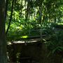 Mount Coot-tha Botanic Gardens - Australian Rainforest Track