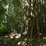 Mount Coot-tha Botanic Gardens - Australian Rainforest Track