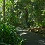 Mount Coot-tha Botanic Gardens - Australian Rainforest Track