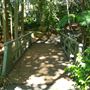 Mount Coot-tha Botanic Gardens - Australian Rainforest Track