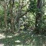 Cornubia Forest