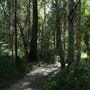 Cornubia Forest