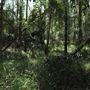 Cornubia Forest