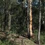 Cornubia Forest