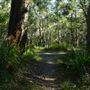Venman Bushland