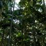 Property Mt Tamborine