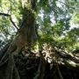 Property Mt Tamborine