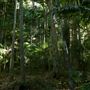 Jungle