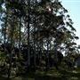 Rural Rainforest and High Fence