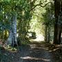Rural Rainforest and High Fence