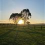 Allenview