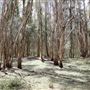 Gold Coast - Coombabah Lakelands