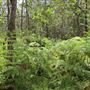 Coombabah Lakelands Conservation Area - Open Field & Forest