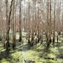 Coombabah Lakelands Conservation Area - Open Field & Forest