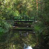 Bellbird Grove - D'Anguilar National Park