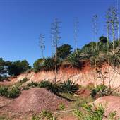 St Helena - Red Hillside