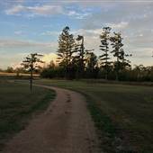 The Secret Forest - Oxley Creek Common