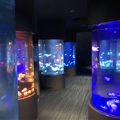 Sea Jelly Exhibit & Research Laboratory - Sea World Gold Coast