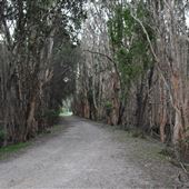 Coombabah Lakelands Conservation Area - Open Field & Forest