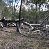 Brushtail Trail - Karawatha Forest Park