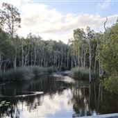 Karawatha Forest Park - Melaleuca Circuit
