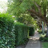 Chelmer Streetscape