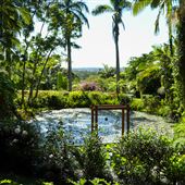 Rainforest Gardens