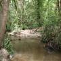 Coochin Creek - Pine Plantation / Qld State Forest