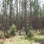Coochin Creek - Pine Plantation / Qld State Forest