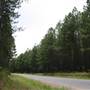 Coochin Creek - Pine Plantation / Qld State Forest