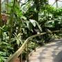 Mt Coot-tha Botanical Gardens