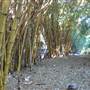 Mt Coot-tha Botanical Gardens