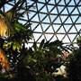 Mt Coot-tha Botanical Gardens