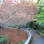 Mt Coot-tha Botanical Gardens