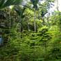 Garden Island