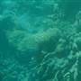 Hardy Reef