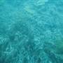 Knuckle Reef