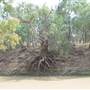 Longreach Landscape