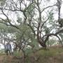Longreach Landscape