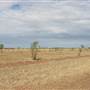 Longreach Landscape