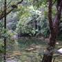 Mossman Gorge