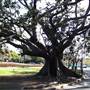 New Farm Park