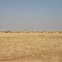 Rangelands Station