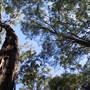 Springbrook National Park
