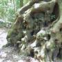 Springbrook National Park