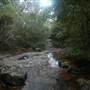 Goomoolahra Falls - Springbrook NP