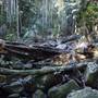 Tamborine National Park