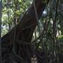 Tamborine National Park